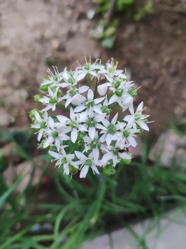 韭菜花