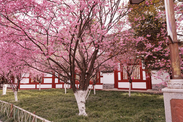 桃花