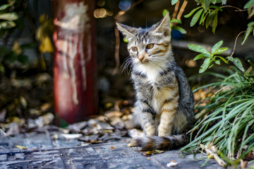 猫咪猫星人小猫咪