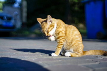 猫咪猫星人小猫咪