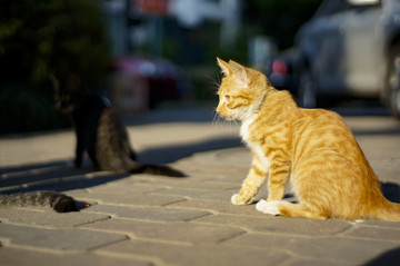 猫咪猫星人小猫咪