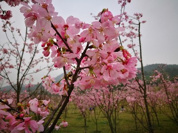 淡雅美丽的缤纷樱花