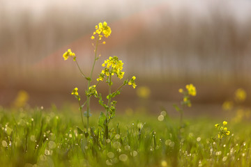 油菜花