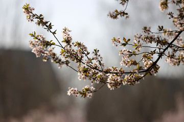 紫叶李