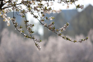 紫叶李