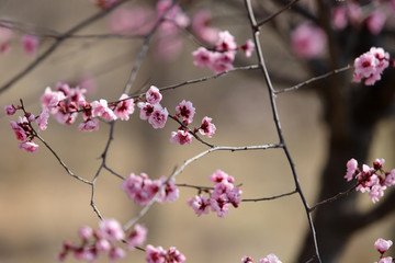 紫叶李