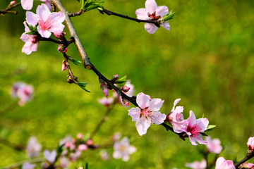 桃花花枝