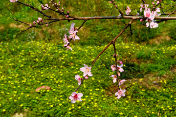 桃花花枝