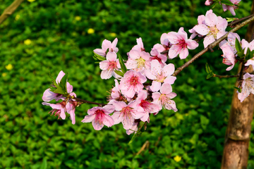 桃花花枝