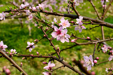 桃花枝