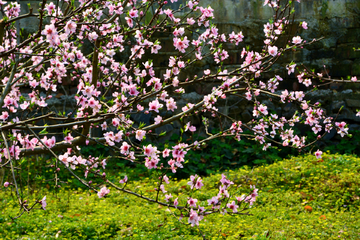 桃花花枝