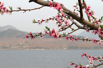 丹东河口桃花盛开