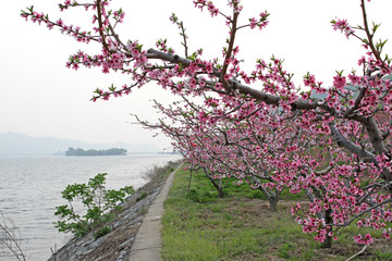 丹东河口桃花盛开