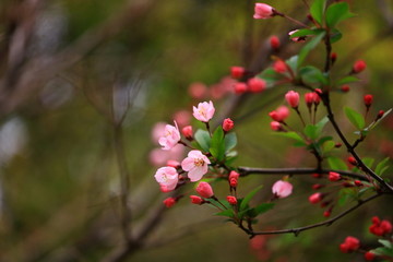 樱花