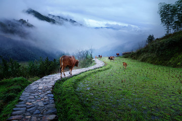 乡村风景