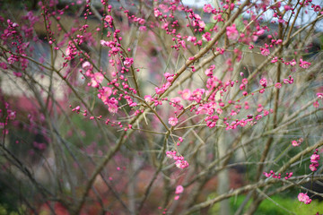 梅花