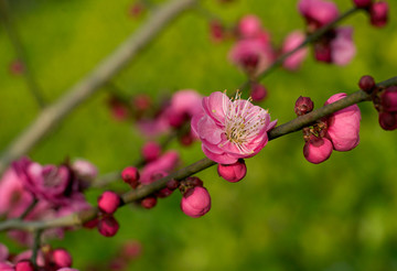 梅花