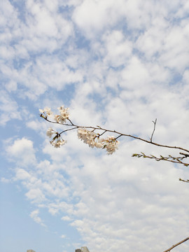 樱花