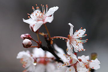 水珠李花