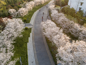 樱花公园