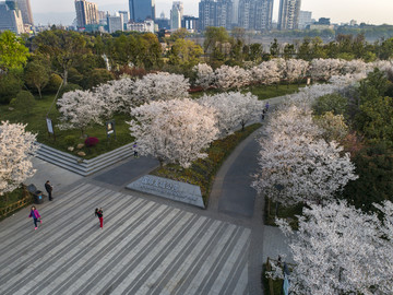 国际友城公园樱花