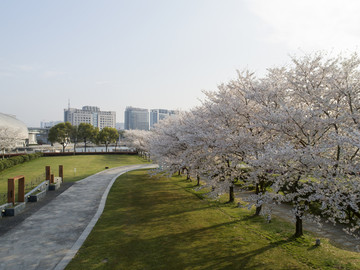 樱花