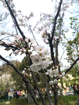 樱花美景