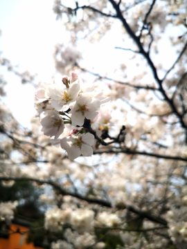 樱花节