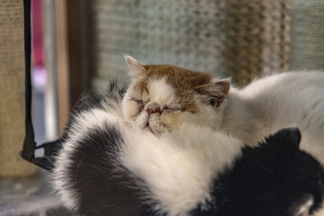 睡觉的加菲猫