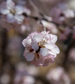 花瓣