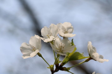 樱花