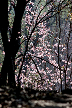 紫叶李