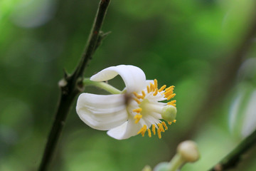 化州橘红花