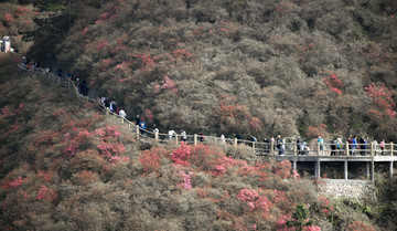 映山红