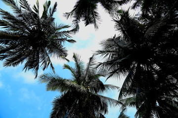 仰望椰子树