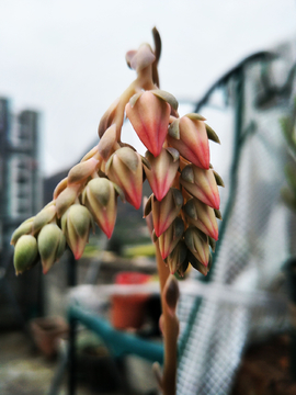 多肉花苞