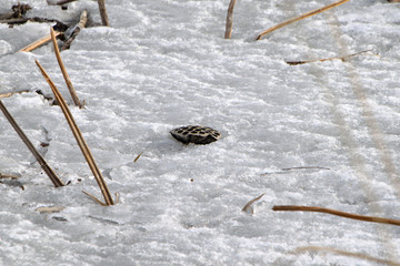 冰雪莲蓬