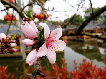 桃花