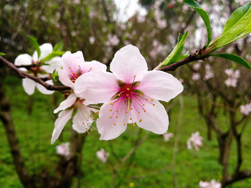 桃花