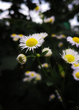 雏菊