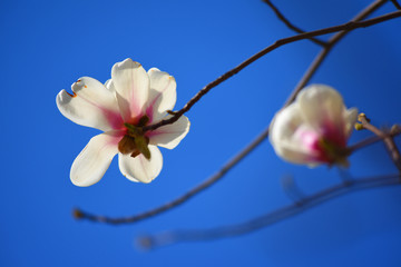 白玉兰花