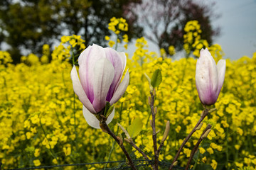 玉兰花油菜花