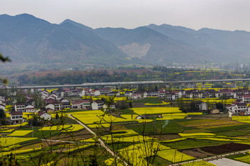 油菜花田