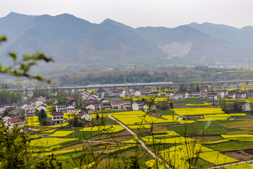 油菜花田