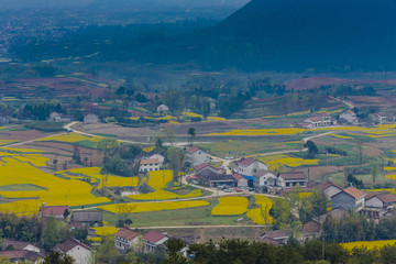 开满油菜花的田野