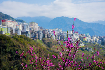 桃花