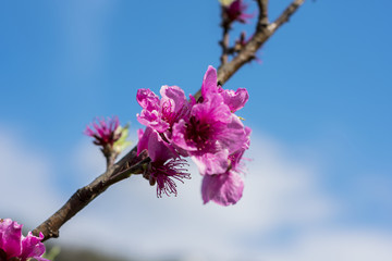 桃花