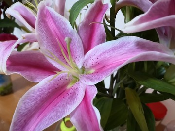 春天百合花瓣