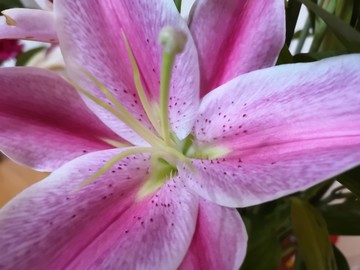 百合花瓣