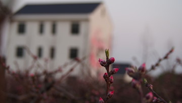 桃花源里人家